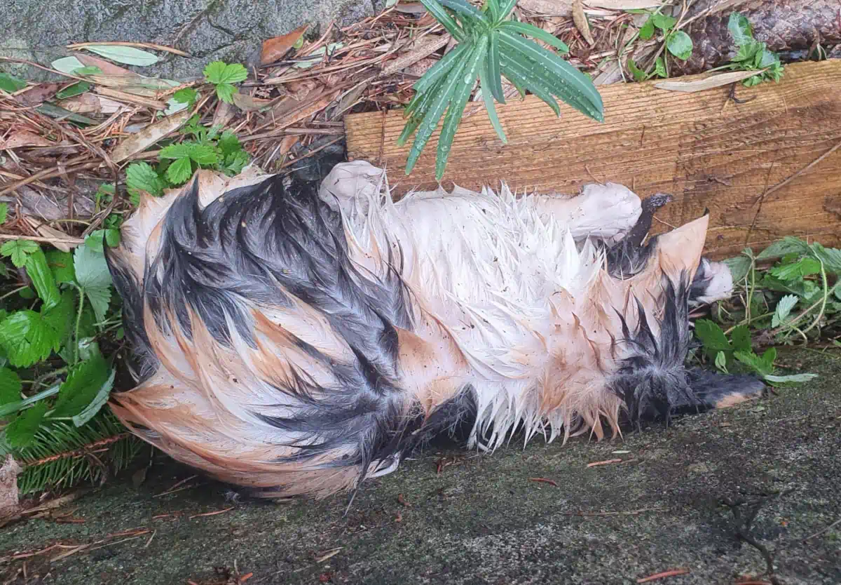 Las otras víctimas silenciadas: Petra, la gata herida por el pedrisco de Igorre