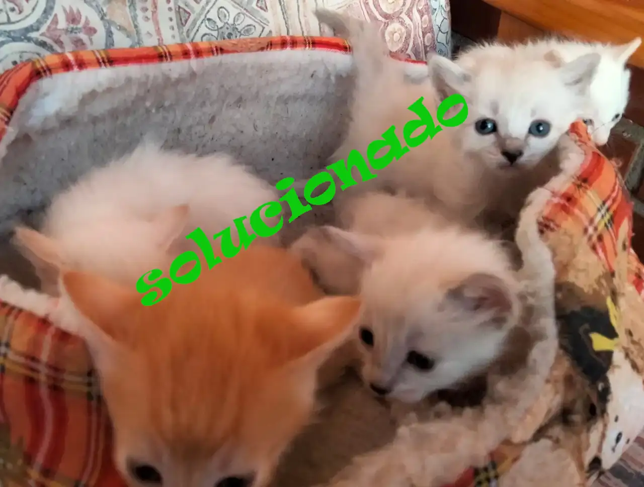 Se dan en adopción 5 gatitos