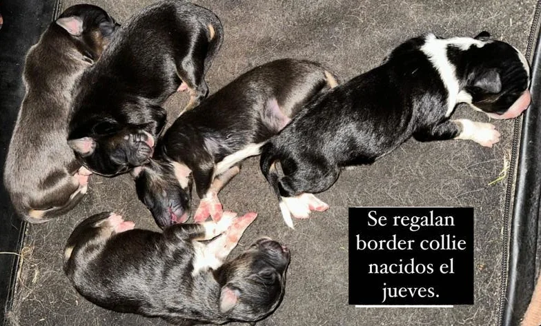 Se regalan perritos border collie nacid@s el 13 de julio