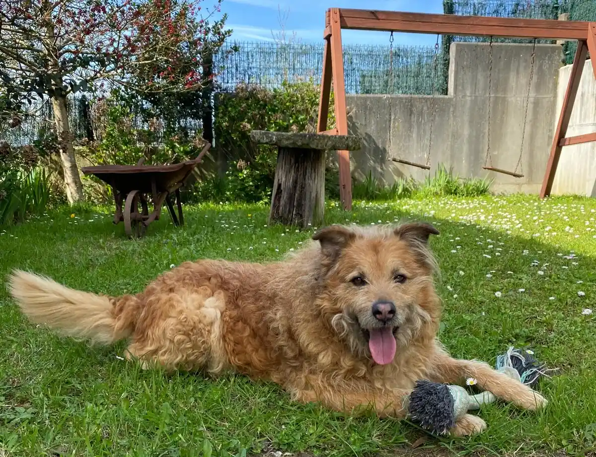 Perro en adopción, se ofrece