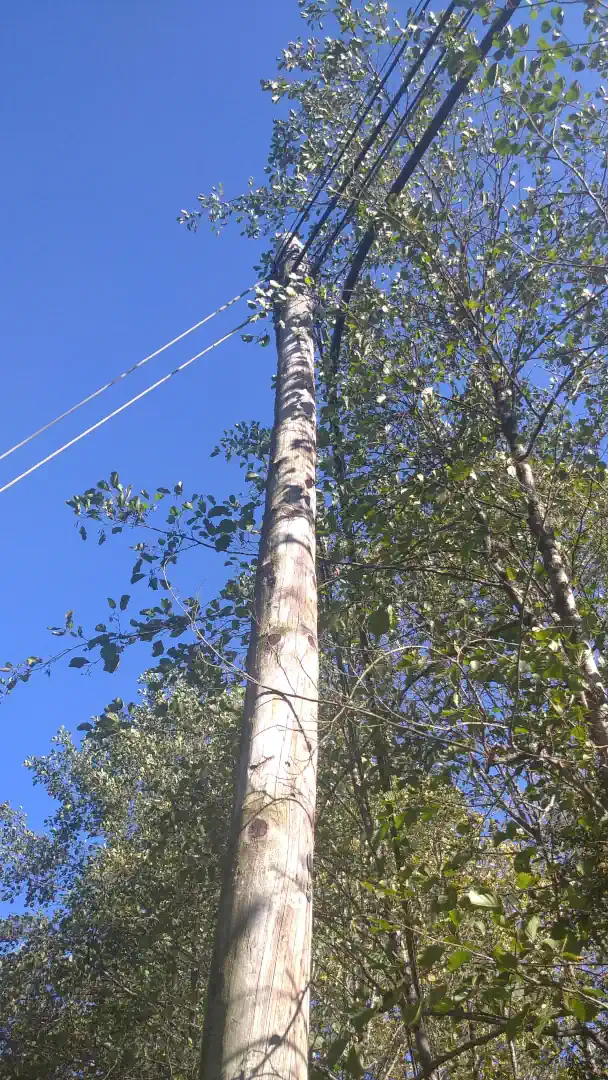 andándose por las ramas