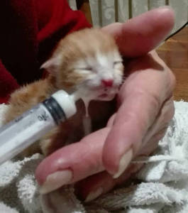 Alimentando a Txikilin